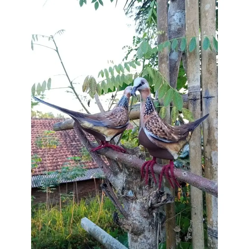 JONTROT/PATUNG burung TEKUKUR, DEKUKU,alat pikat racik 2