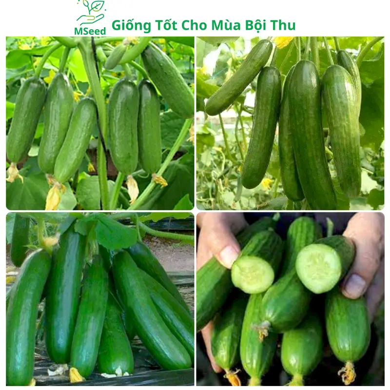 Hạt giống Dưa Leo Chùm siêu trái, Dưa Chuột Chùm dễ trồng năng suất cao - Mseed 0
