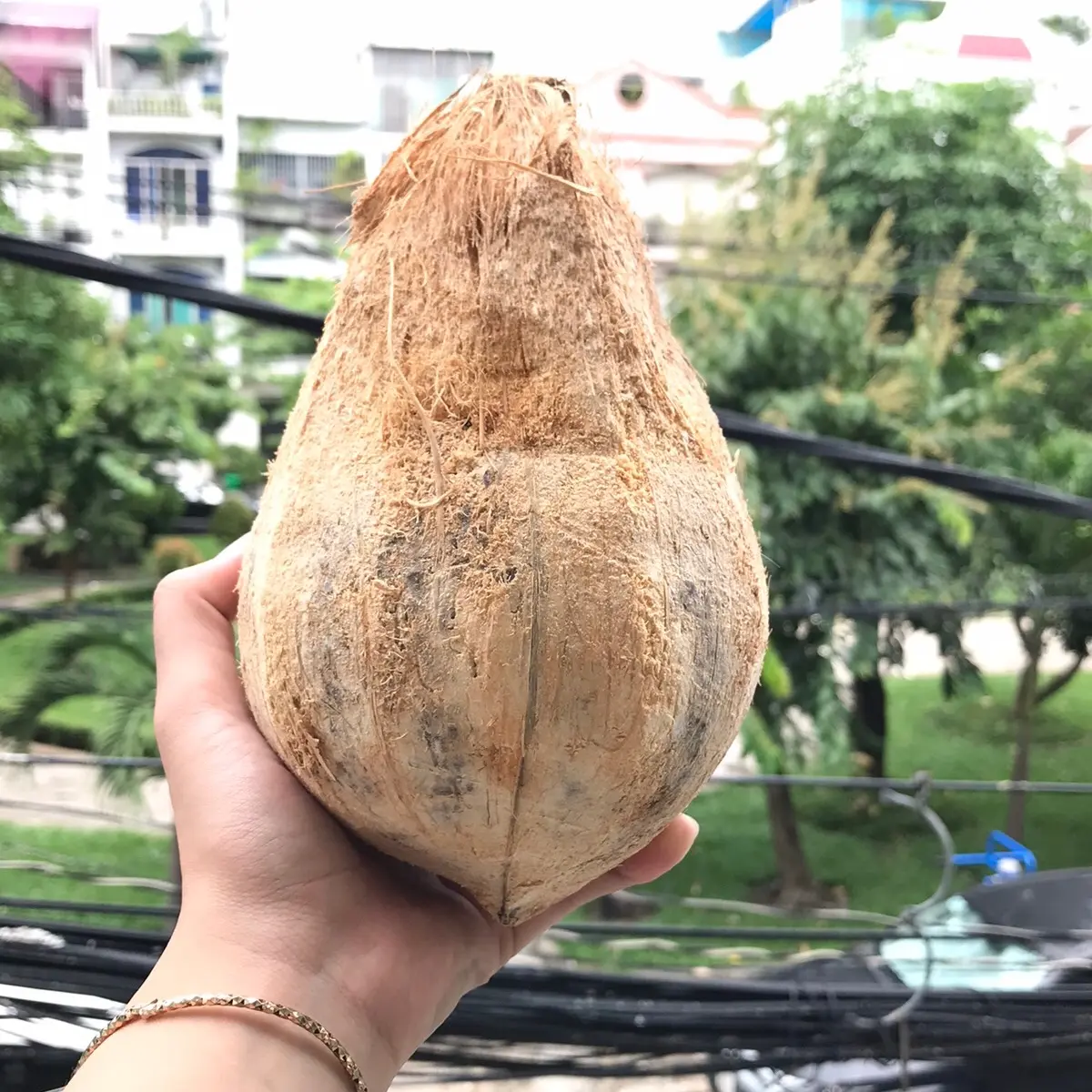 Combo 1 trái Dừa Rám để trộn Cốm Dẹp (khoảng 1kg)+ 1 bàn nạo dừa trộn Cốm Dẹp