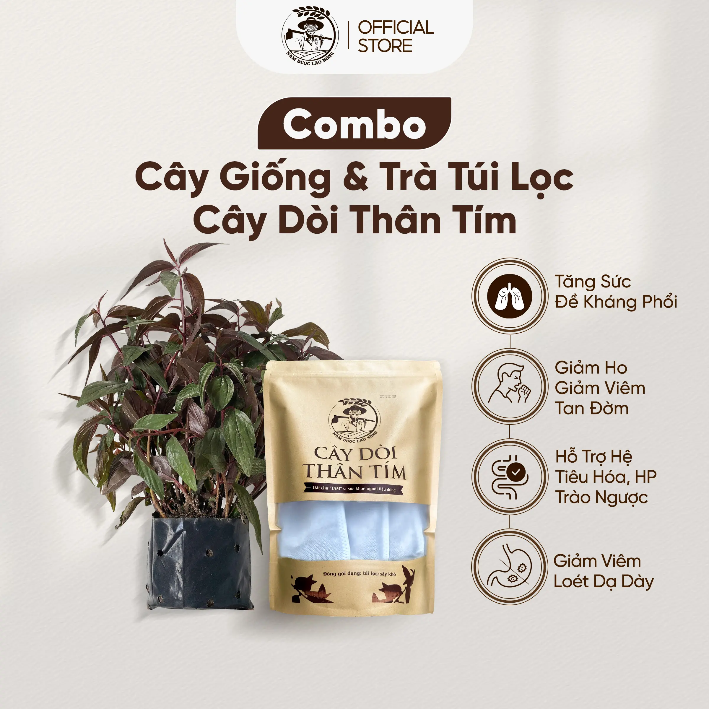 Combo Trà Túi Lọc + Cây Giống Dòi Thân Tím (Bọ Mắm Tím) - Thanh Mát, Tự Nhiên, Hỗ Trợ Các Vấn Đề Hô Hấp Và Dạ Dày, Dễ Trồng - Nam Dược Lão Nông