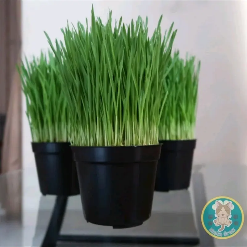 PAKET COMBO - Rumput Kucing Siap Konsumsi - Wheatgrass - Rumput Gandum 2