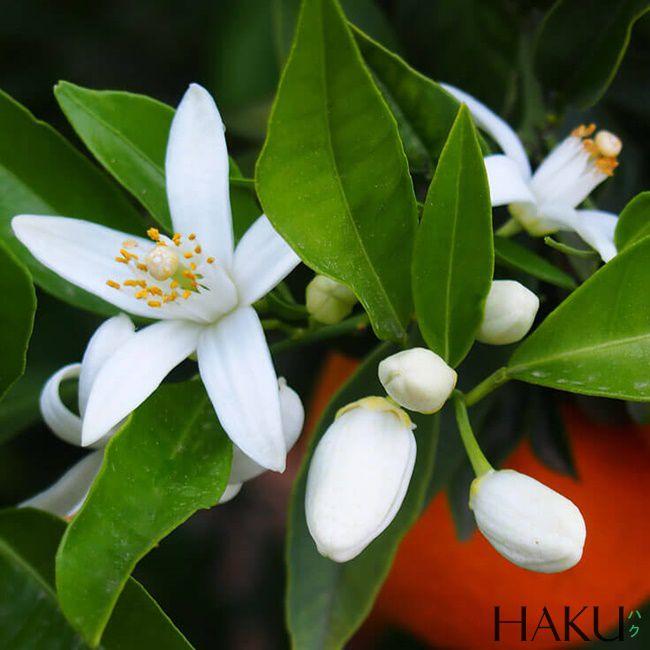 Product Introduction of Nước Hoa Nam Chiết DK1 10 ML Nam tính, mạnh mẽ, phóng khoáng. Lưu hương 6-8h 12