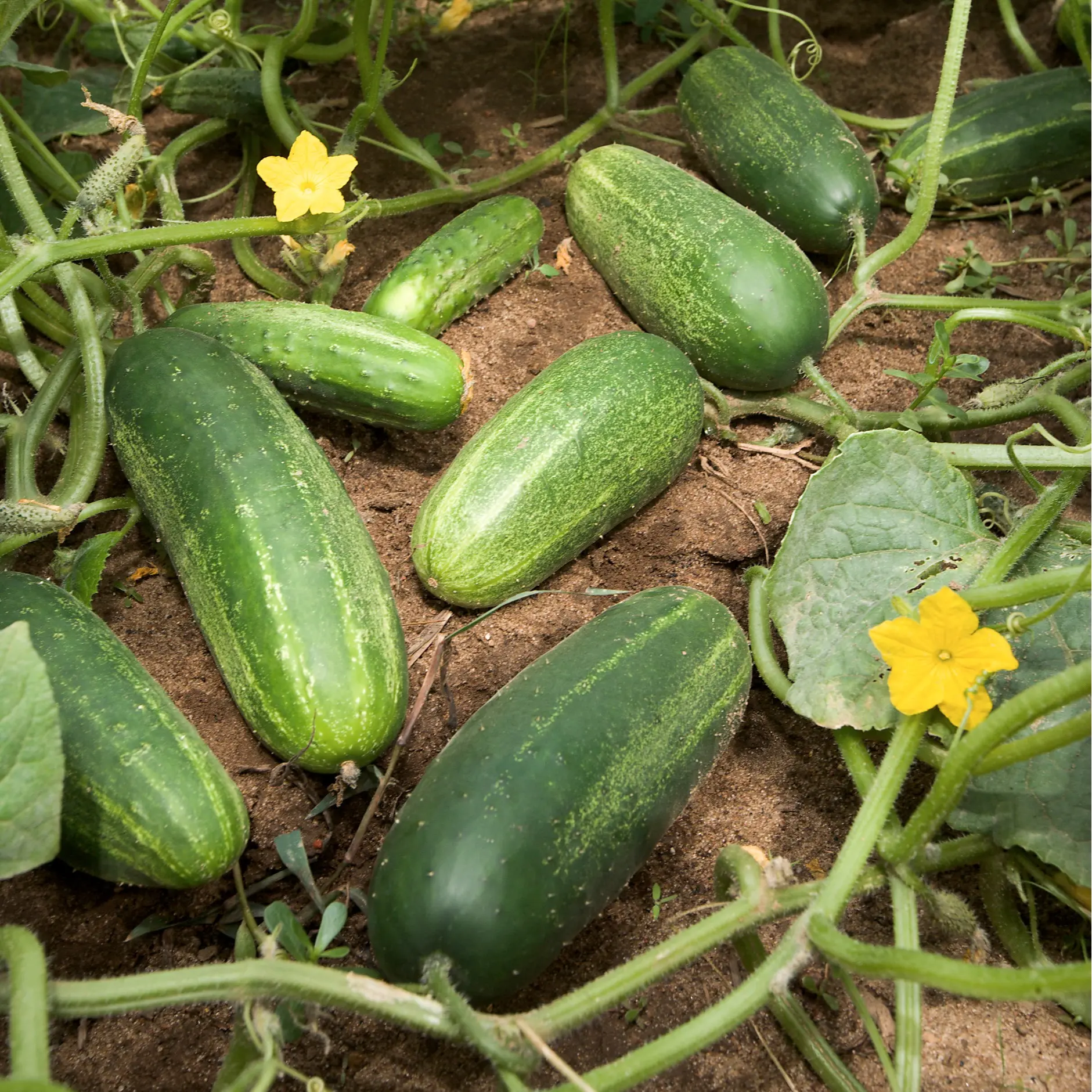 CUCUMBER DAILY VEGETABLE SEEDS Organic Seeds
