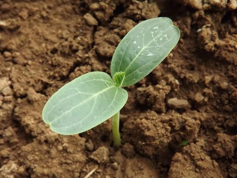 Product Introduction of 30 seed benih labu air 2