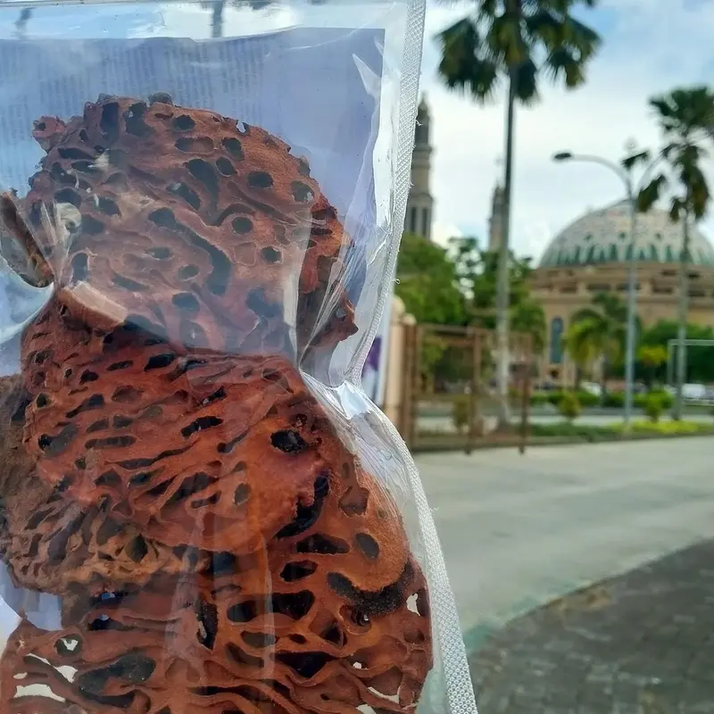Sarang semut Papua Myrmecodya pendants 3