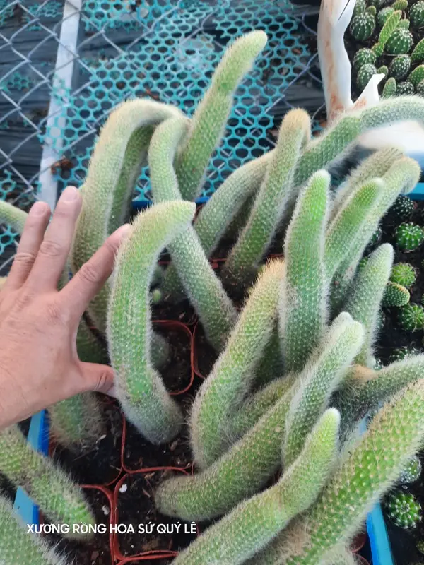 xương rồng Đuôi chồn hoa đỏ.   Cây mình trồng tự nhiên nên rất dễ chăm. trồng đuôi dài mói có long đẹp nhé. 4