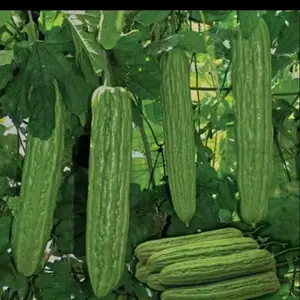 40 BENIH BIJI PARE LIPA F1 sayuran benihsayuran murah