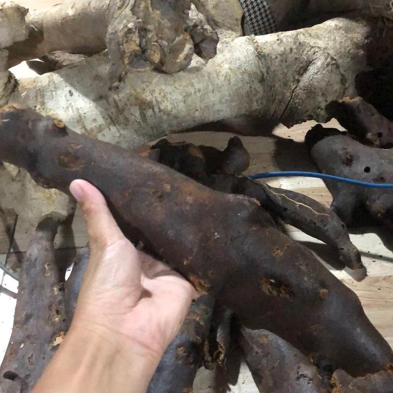 Combo 3kg tắc kè đá dùng đun nước uống