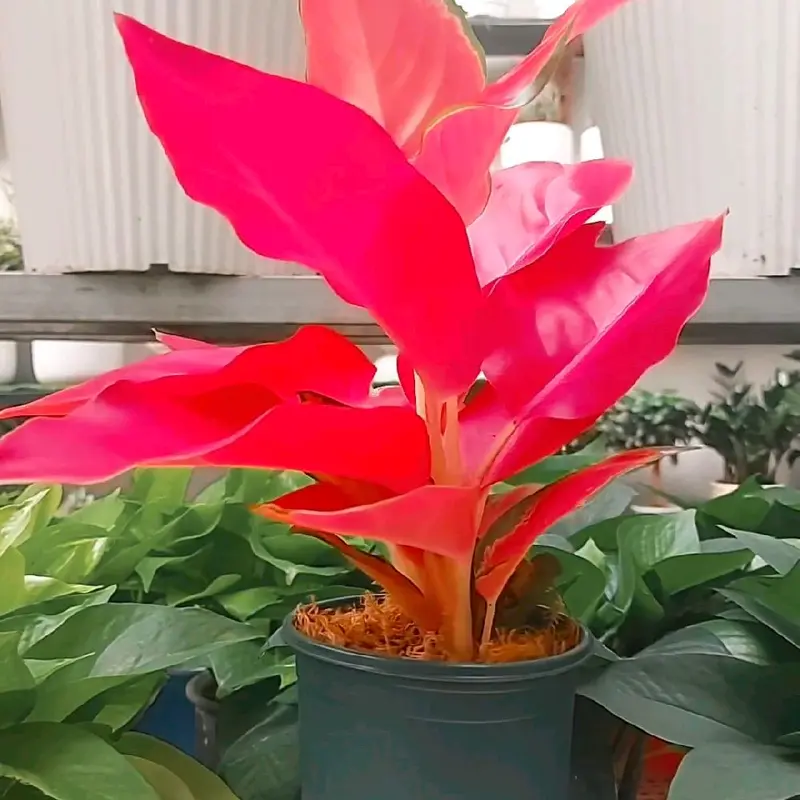 Cây Hồng Huyết ( chậu 2 thân ), giống mới, cây trong nhà 2