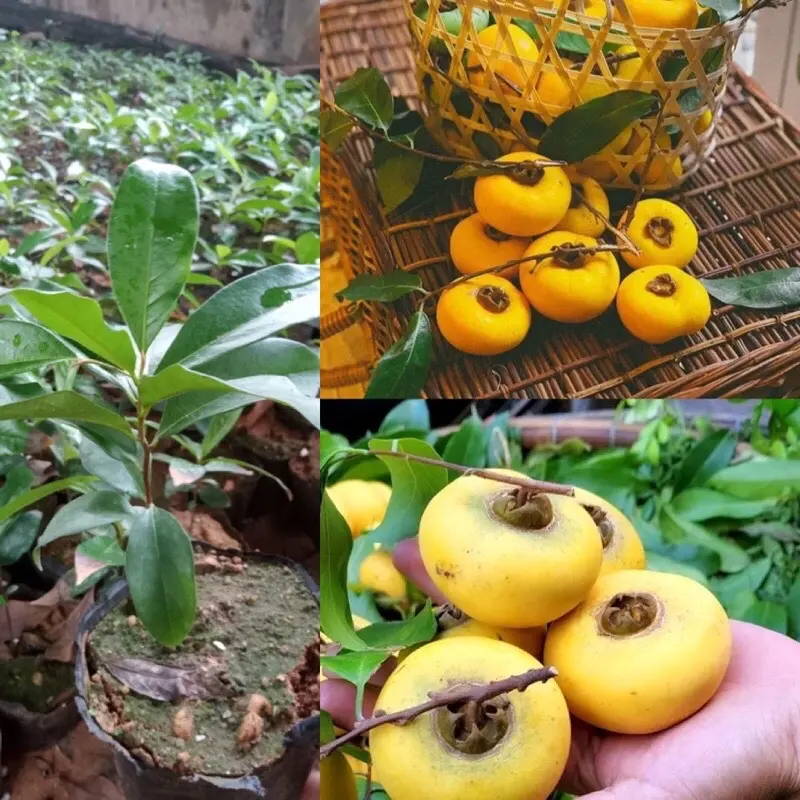 CÂY GIỐNG THỊ THƠM THỊ CÔ TẤM Bonsai VieN89 (Diospyros decandra) - Cây Phong Thủy
