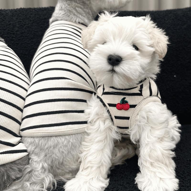 Product Introduction of Small Dog Clothes Summer Outfit Maltese Schnauzer Teddy Bichon Cherry Striped Sleeveless Vest 11