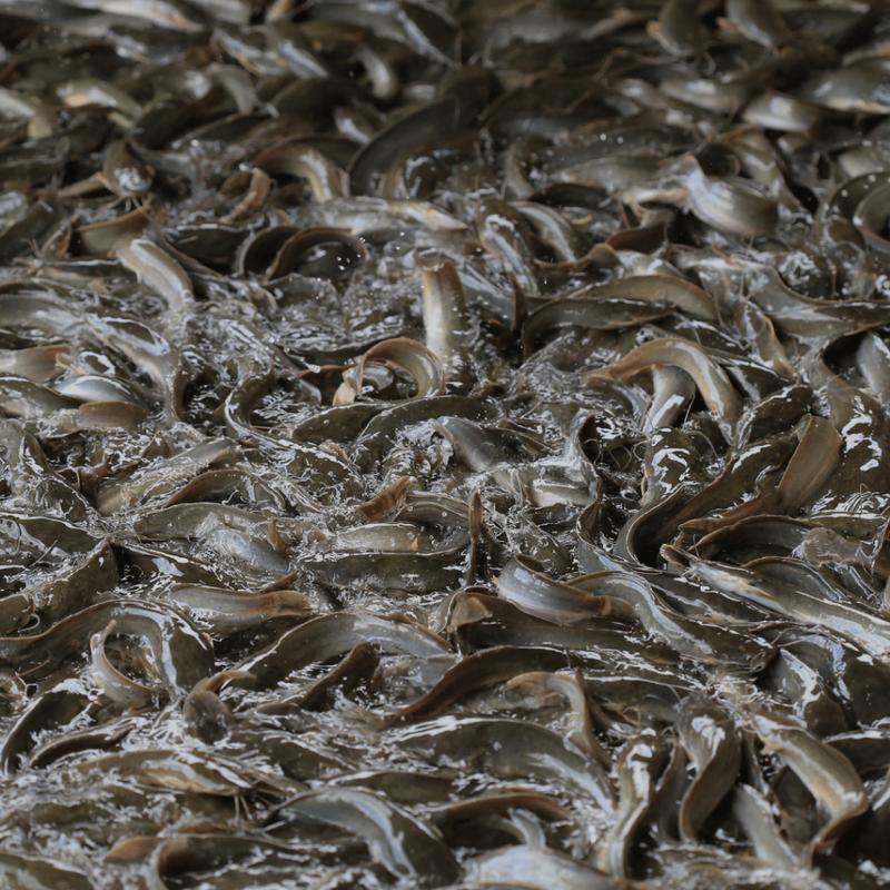 VITAMIN PLUS IKAN LELE. VITAMIN IKAN LELE AGAR CEPAT BESAR 1LITER PROBIOTIK PEMACU DAN PERANGSANG PERTUMBUHAN IKAN LELE TERMURAH DAN TERJAMIN PRODUK ORIGINAL 6