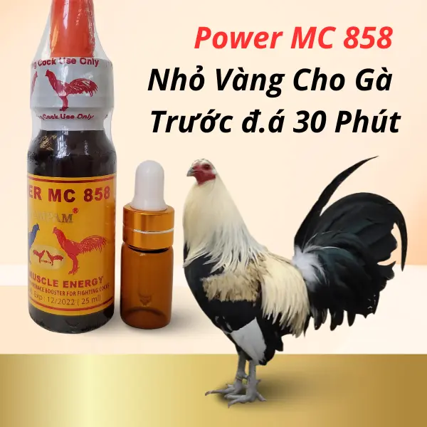 Power MC 858 Nhỏ Vàng Cho Gà, Trước 30 Phút