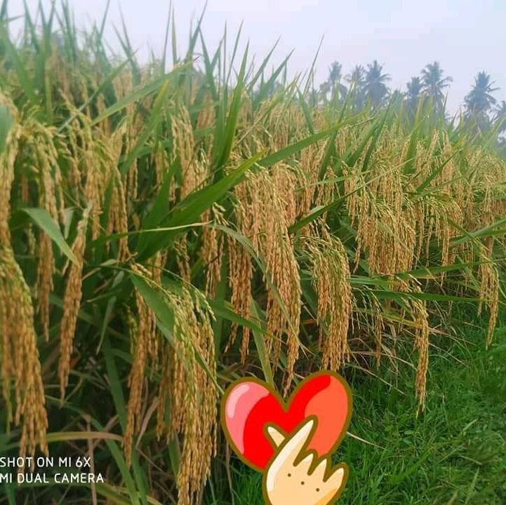 Benih Padi Ultra-02 Original 1 kg 2