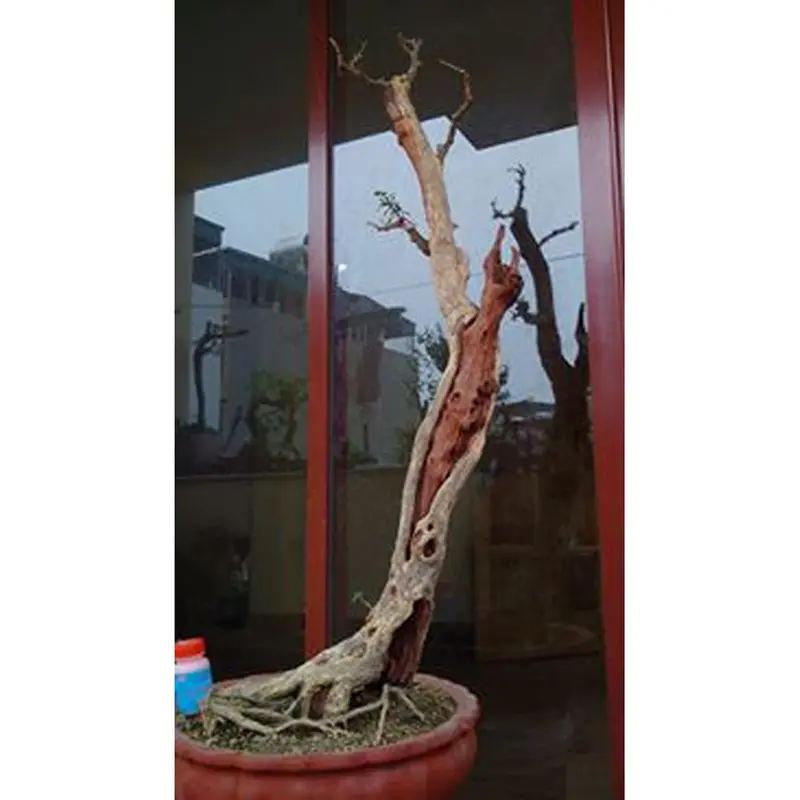 Dung dịch bôi lũa bonsai bảo vệ tạo màu thẩm mỹ cho lũa 7