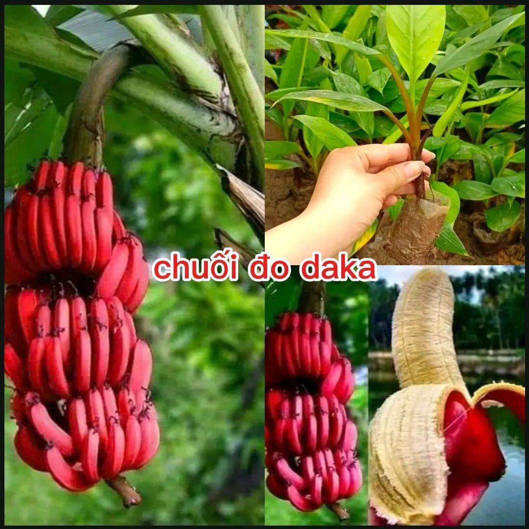 combo 3 cây chuối đỏ  ( đắc ca) cây cấy mô cây cao 10cm. khẻo k sâu bệnh cho quả sau 10 tháng trồng.