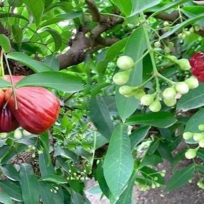 Cây giống mận hồng MST - Mận hồng sóc trăng mst