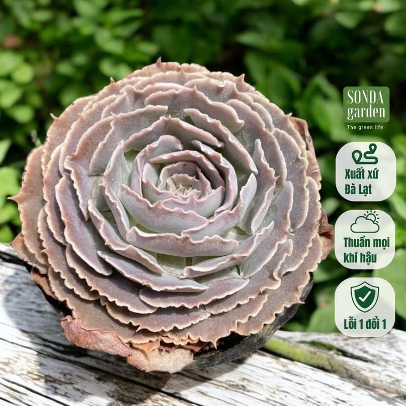 Sen đá bắp cải light purple SONDA garden size bé 5-8cm, cây sen đá, sen đá đẹp trang trí nhà cửa.