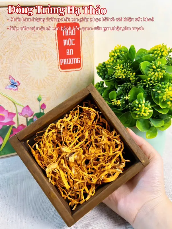 [MUA 1 TẶNG 3] Mua Hộp 30 Gói Trà Đông Trùng Tú Vị Tặng Thêm 1 Bình Giữ Nhiệt, Tặng Kèm Thêm 5 Gói Lẻ, Tặng 1 Gói Đường 5
