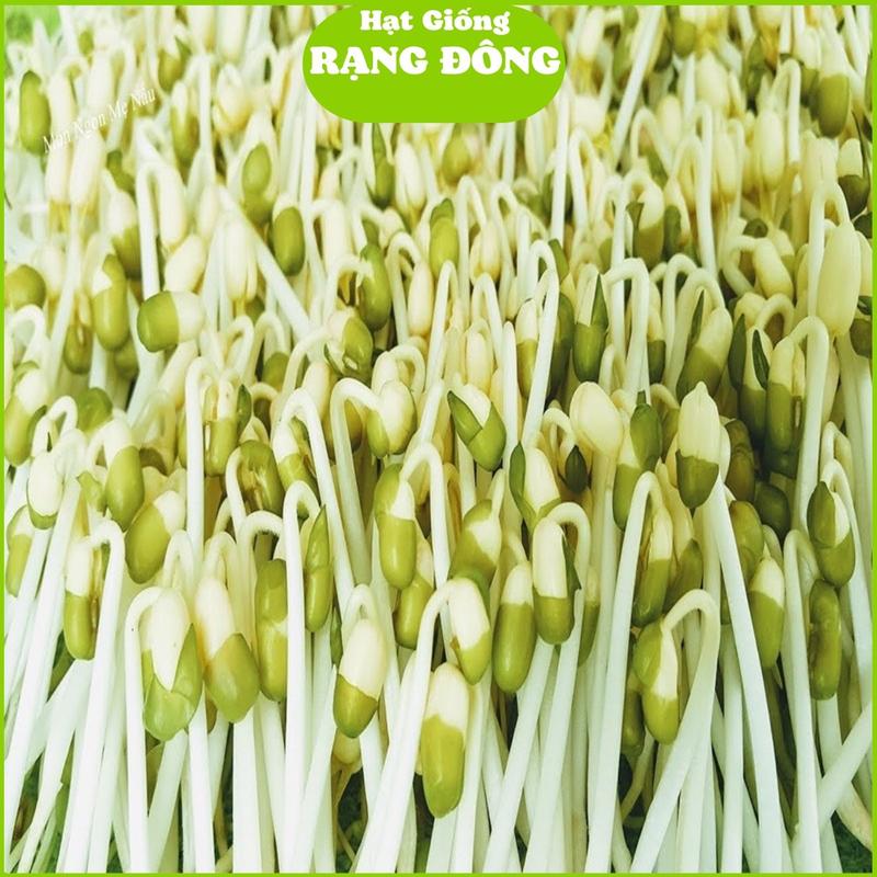 Hạt Giống Rau Mầm Giá Đậu Xanh RD 07 (Gói 50gram) Dễ trồng nhanh thu hoạch