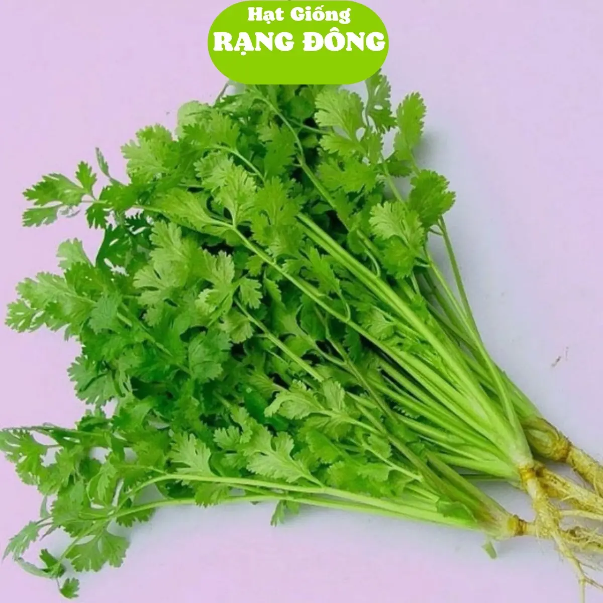 Hạt Giống Ngò Hạt Nhỏ Ngò Rí (Gói 20gram) Chịu nhiệt tốt, trồng quanh năm