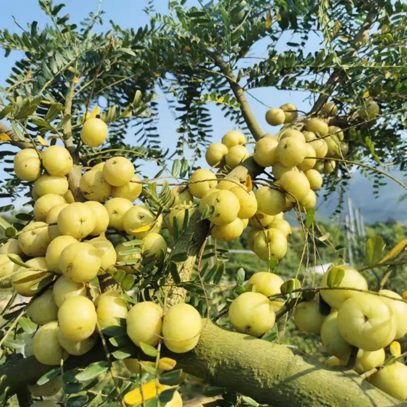 Cây giống mắc kham( ngọt)cây cao 50cm bầu dễ ổn định trồng 10-12 tháng cho trái 4
