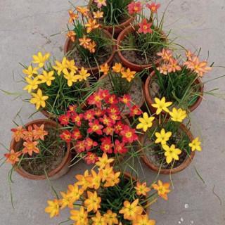 Set 10 củ huệ mưa đủ màu | Cho chọn màu | Bảo hành màu sắc