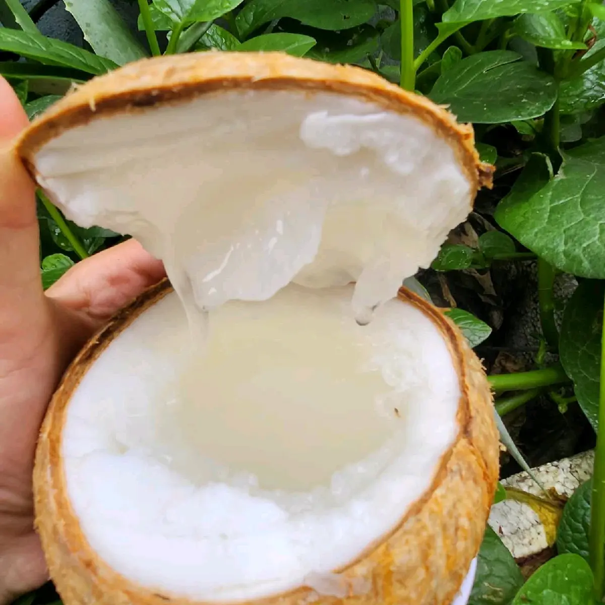 Dừa Sáp Sệt Loại 2, Size lớn - Trọng lượng gọt gọn vỏ 1.4kg trở lên