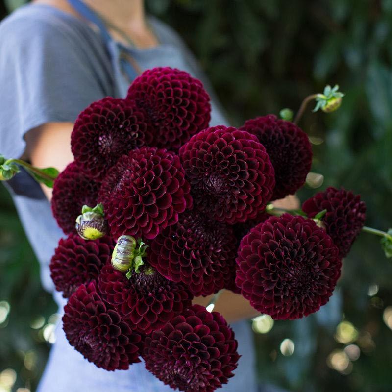 SG Stock 🍁50pack Imported Easy To Grow Perennial Sunflower Seeds Balcony Potted Garden Flowers🌹 6
