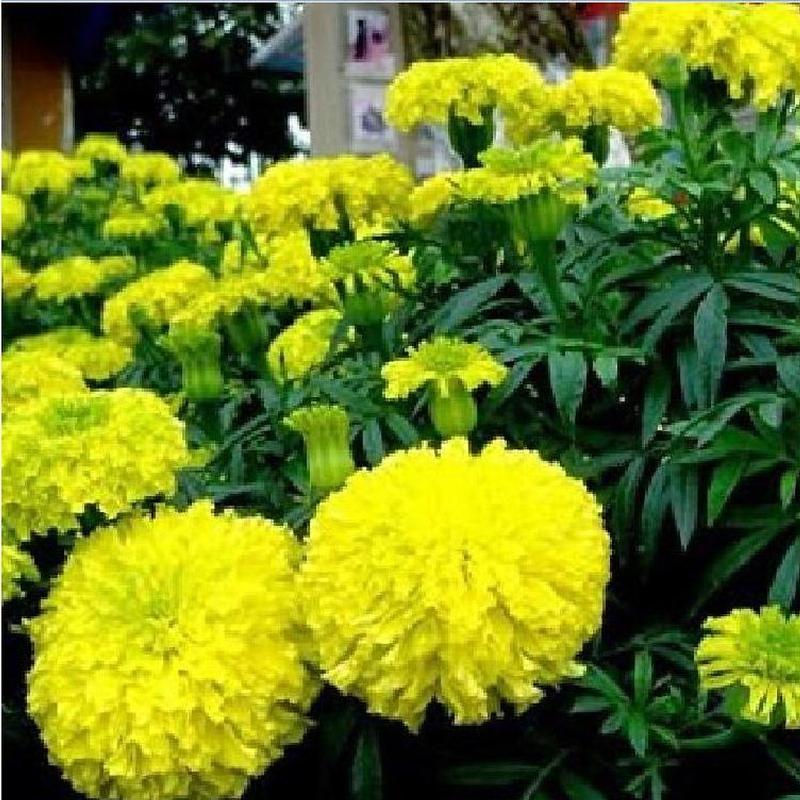  Hạt giống hoa Vạn Thọ vàng chanh Lùn F1   30 hạt - Chiều cao dạng cây Lùn 40cm - 50cm   