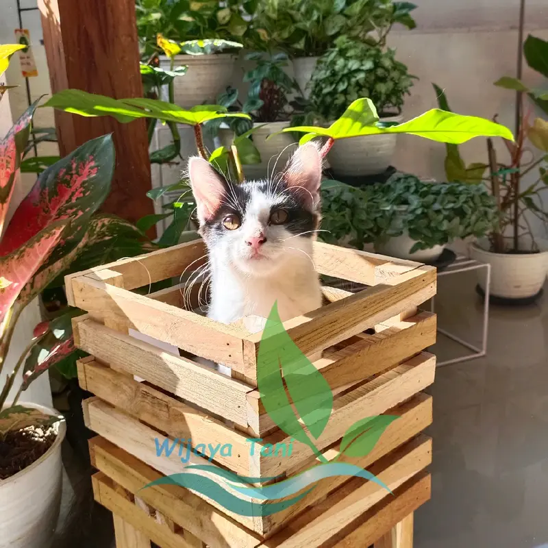Pot Kayu | 20x20x50| Pot Anggrek Kayu Jati Oven   | Rak Anggrek Kayu Jati 2