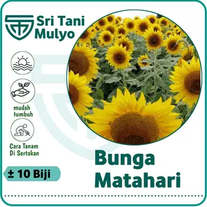 10 Biji - Benih Bunga Matahari Kuning Unggul - Bibit Bunga Kanigara - Biji Bunga Tanaman Bunga Mix