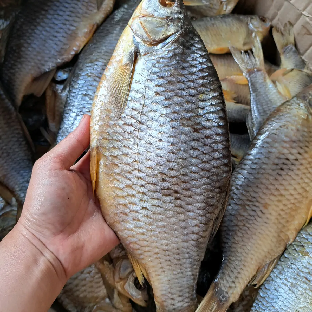 CÁ KHÔ ASTRAKHAN 170gr NGA Food ( 1KG TẶNG 1 HỘP CÁ TRÍCH NGÂM DẦU )