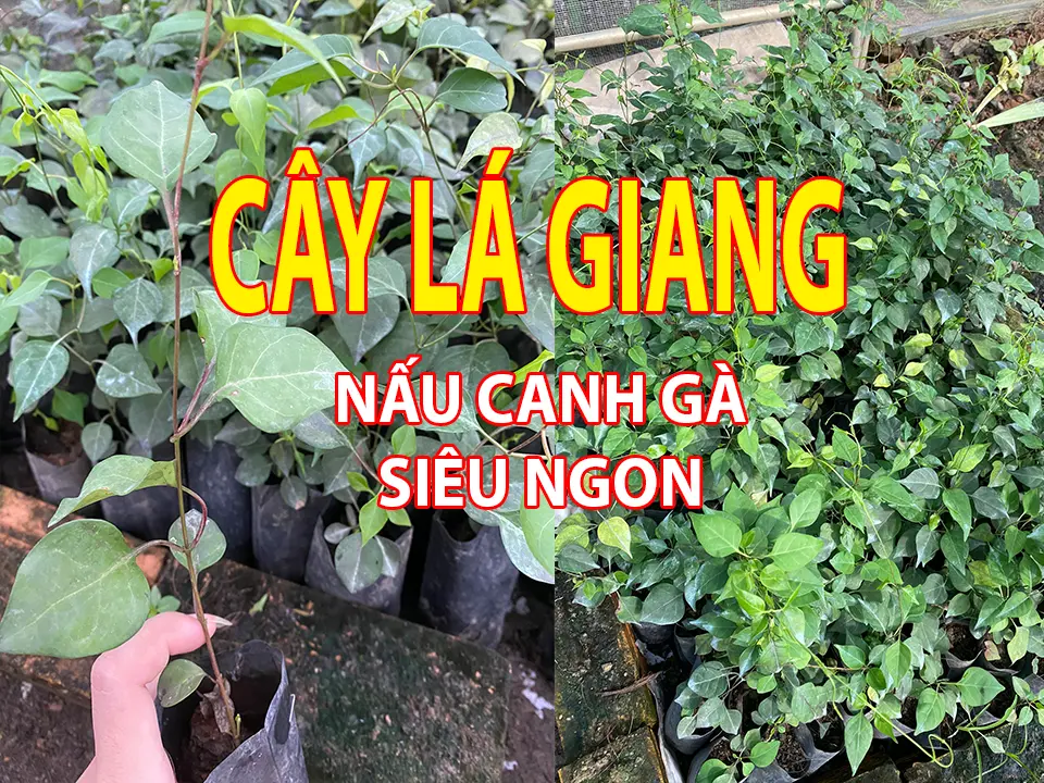 Combo 2 Cây Lá Giang - Nấu canh gà SIÊU NGON (LỖI 1 ĐỔI 1)