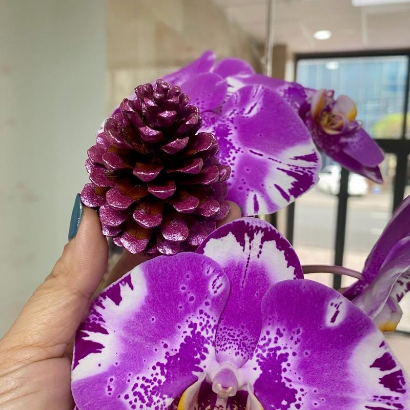 Trái thông khô khai thông bế tắc năm 2025 chất liệu gỗ thông tự nhiên