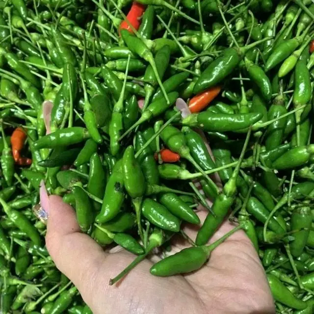 [Các loại] Hạt giống ớt các loại thương hiệu uy tín 4