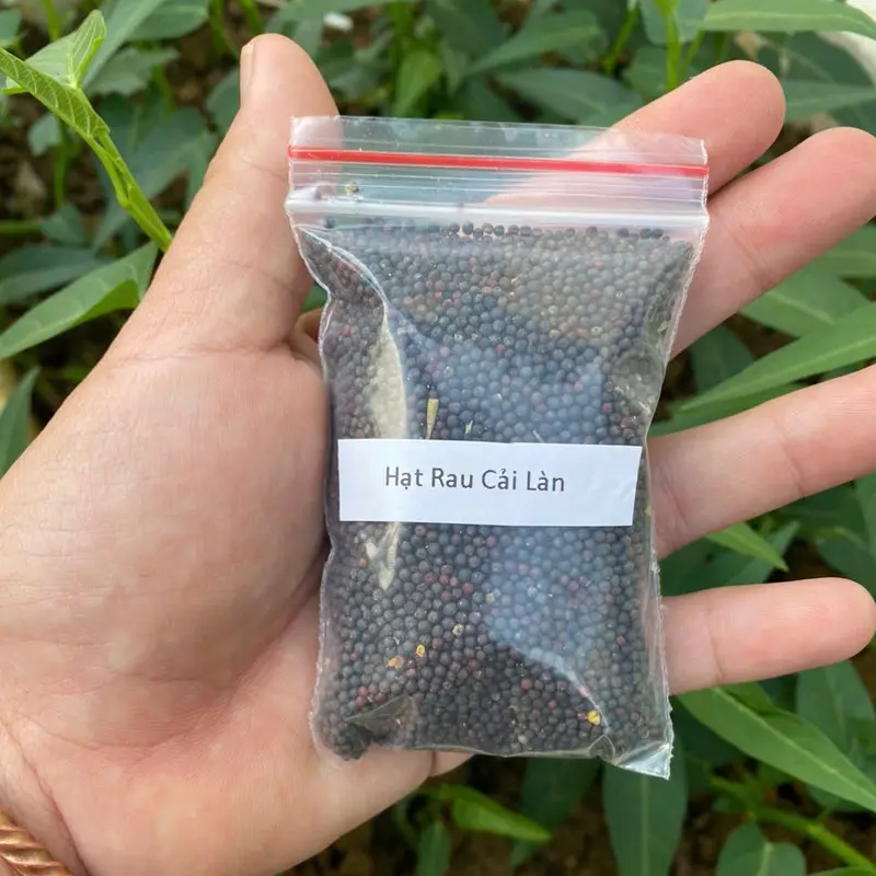 HẠT GIỐNG RAU CẢI LÀN HMONG TÂY BẮC ll 1 gói 0