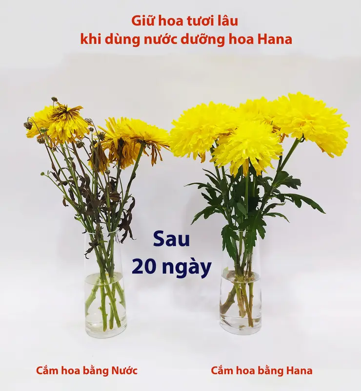 (Freeship) [50 gói x 10ml] Nước Dưỡng Hoa Tươi Lâu Hana - Giúp hoa nở đẹp, giữ hoa tươi lâu, không gây thối nước, không vàng gốc! 4