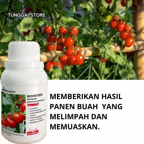 Pupuk Organik Penyubur Tomat dan Perangsang Tomat Terbaik Cepat Berbuah Lebat Nutrisi Tomat Organik 1