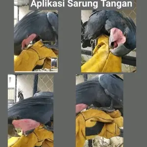 Sarung Tangan Bahan Kulit Tebal Anti Gigit Burung Parrot Hantu Elang