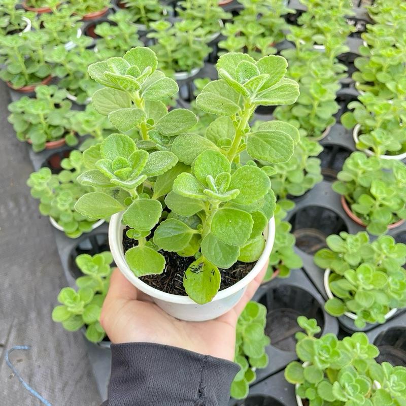 Cây Sen Thơm Nhất Mạc Hương - Cây Mang Hương Thơm Bạc Hà Dễ Chịu - Xua Đuổi Muỗi 5