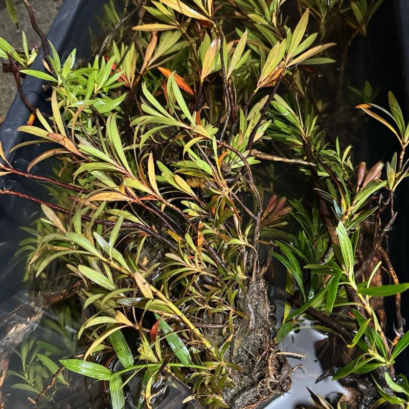 Cây Mị Nương size trung 30-50cm - cây thuỷ sinh trang trí hồ thuỷ sinh hồ bán cạn biotope không cần CO2 dùng làm điểm nhấn cho hồ