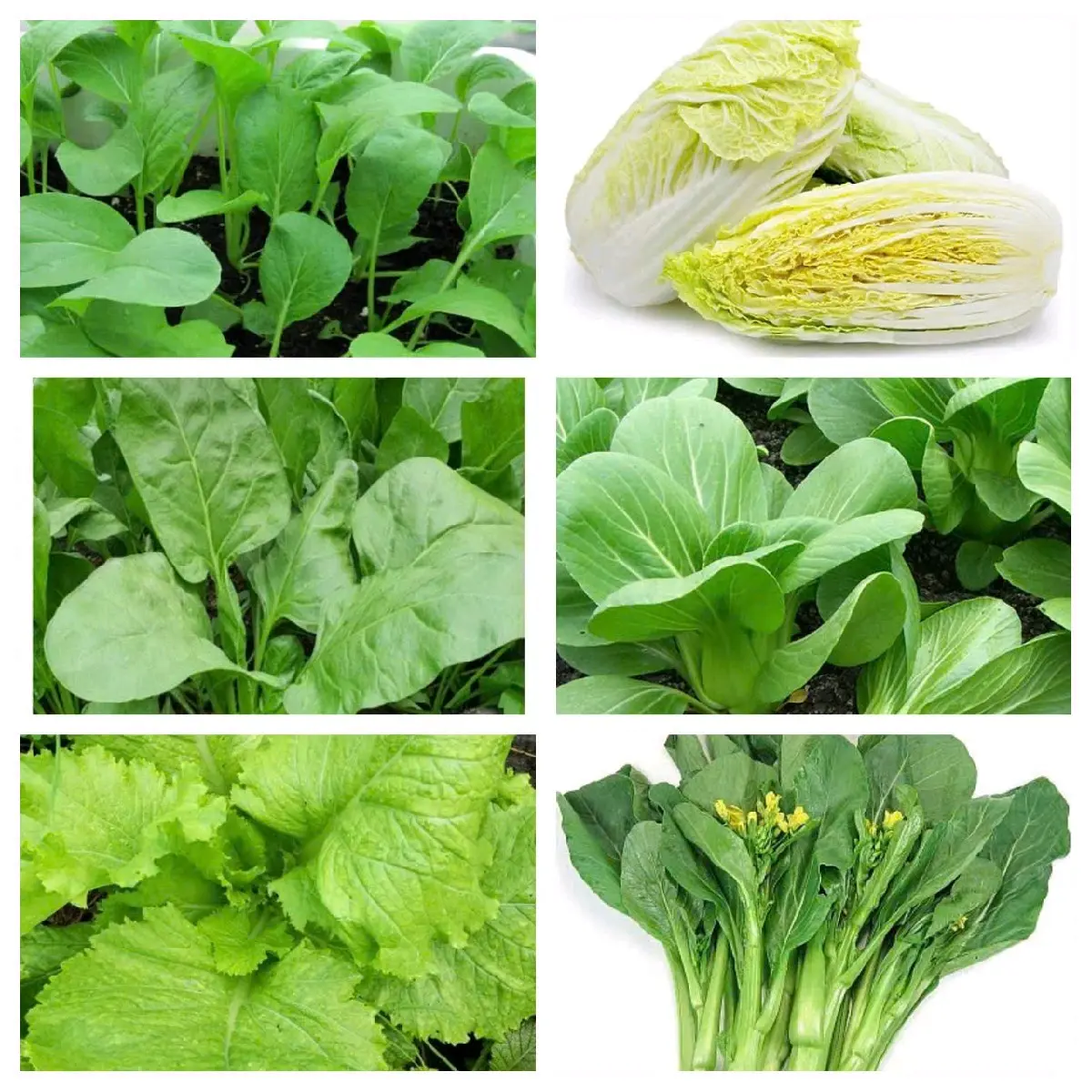 [Các loại] Hạt giống rau cải các loại dễ trồng và chăm sóc - Hạt giống rau cải ngọt, ngồng, bẹ.....