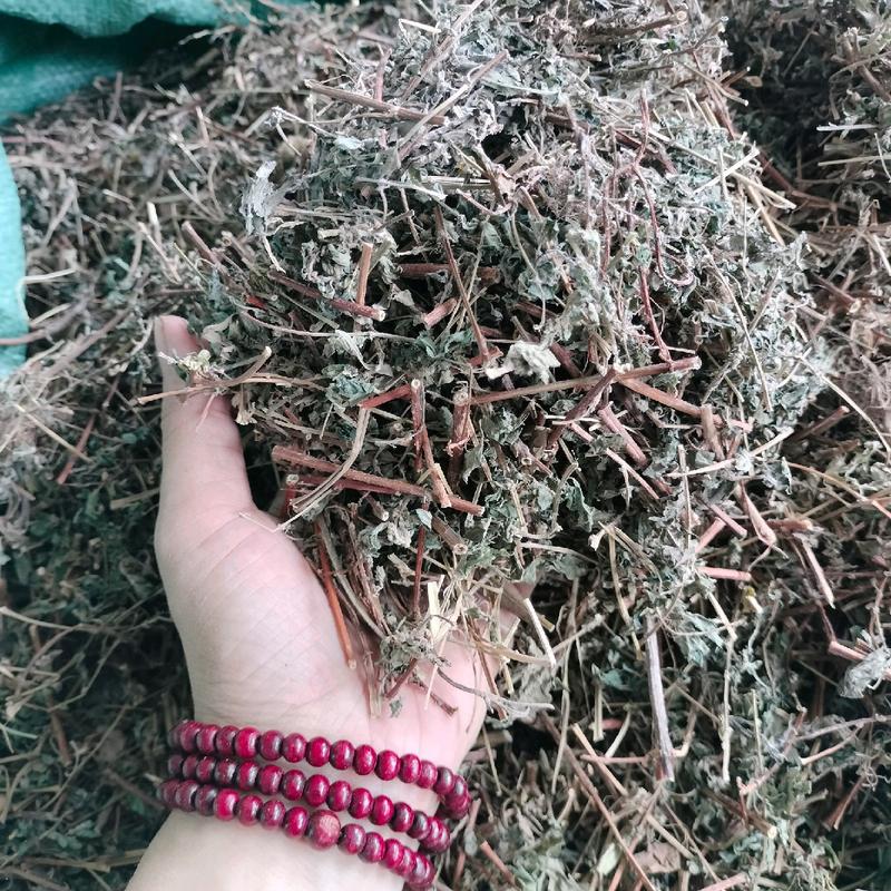 Cây Thuốc Dòi ( bọ mắm) sấy khô 500g