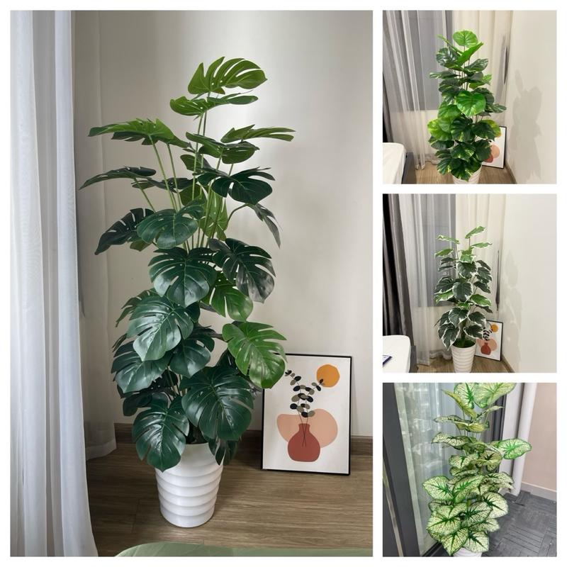 Cây trầu bà, cây môn decor trang trí nhà cửa Decor Phòng