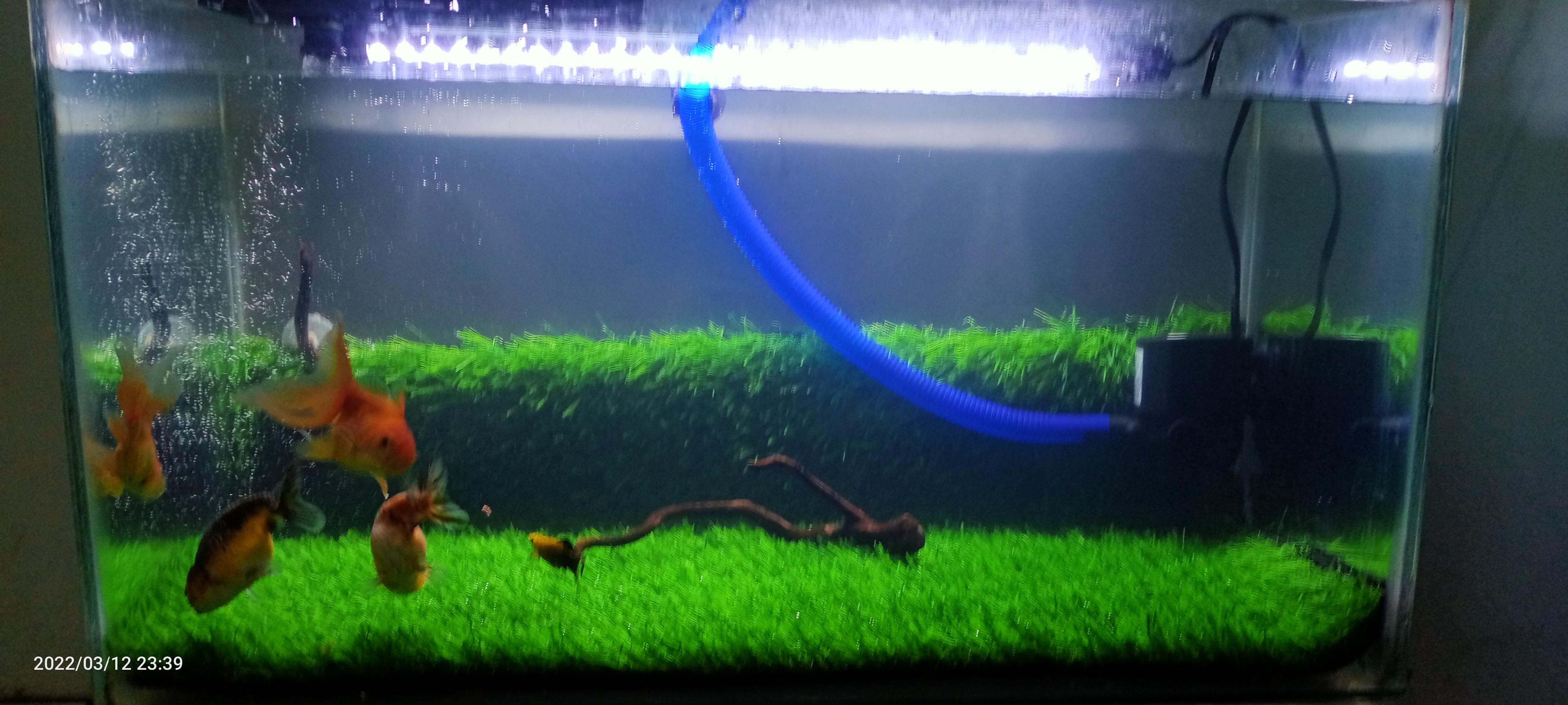 Rumput Sintetis Swiss Ukuran 100 Cm X 25 Cm - Rumput Aquarium Dekorasi Aquascape