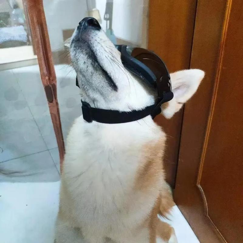 Adjustable Dog Goggles, Cute Sunglasses, Anti-UV Sun Glasses, Eye Wear Protection, Dogs Windbreak Eyeglasses, Pet Supplies 3