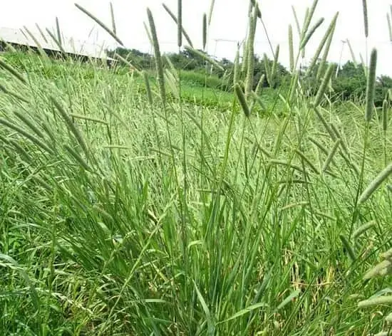 Hạt giống cỏ Timothy nảy mầm tốt