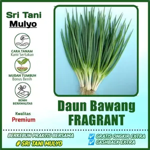100 Biji - Benih Bawang Daun FRAGRANT Bibit Sayuran Benih Sayuran