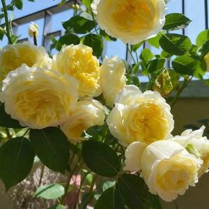 100 Granos,Semillas de Rosa Amarilla,Flor Vibrante,Resistente al Calor,Fácil de Cultivar,Crecimiento Rápido,Floración Prolongada,Decoración Viva,Jardines y Cercos